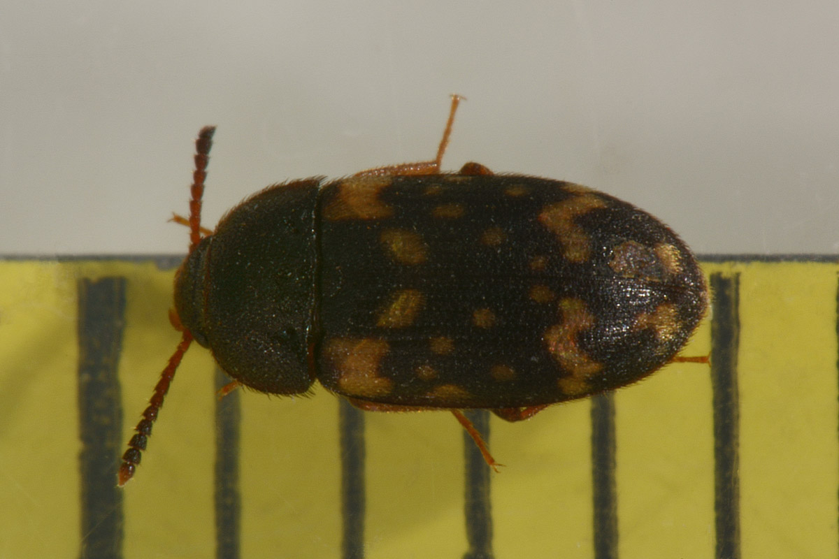 Mycetophagidae: Mycetophagus atomarius? Sì.